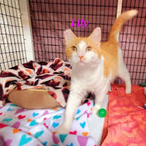 Thumbnail photo of Lily (Mom) #1