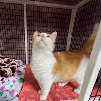 Thumbnail photo of Lily (Mom) #3