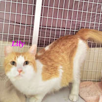 Thumbnail photo of Lily (Mom) #4