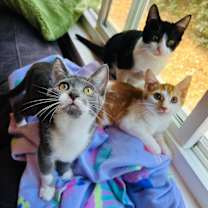 Thumbnail photo of Skipper #4