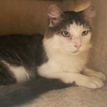 Thumbnail photo of Donatello #4