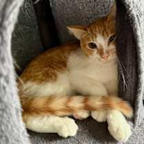 Thumbnail photo of Cappuccino #2