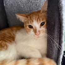 Thumbnail photo of Cappuccino #1