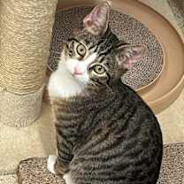 Thumbnail photo of Orwell #1