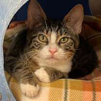 Thumbnail photo of Orwell #2