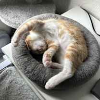 Thumbnail photo of Paprika #2