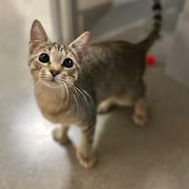 Thumbnail photo of Jazz #4