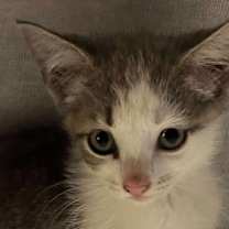 Thumbnail photo of Snowy #2