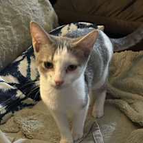 Thumbnail photo of Snowy #3