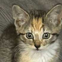 Thumbnail photo of TIG #2