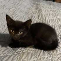 Thumbnail photo of Luna #2