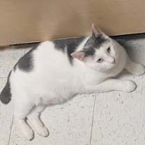 Thumbnail photo of Joey LH #1