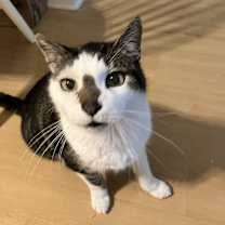 adopt-pet