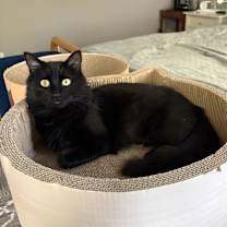 Thumbnail photo of Chelsea #1