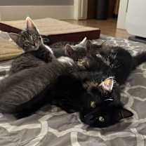 Thumbnail photo of Chelsea #2