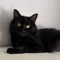 Thumbnail photo of Chelsea #3