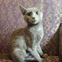 Thumbnail photo of Cocoa #1