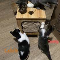 Thumbnail photo of Cocoa #2