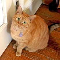 Thumbnail photo of Jazzy #2