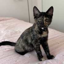 Thumbnail photo of Tinkerbelle #2