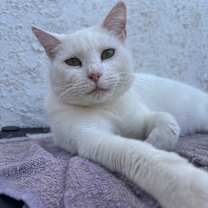 Thumbnail photo of Lucy #3