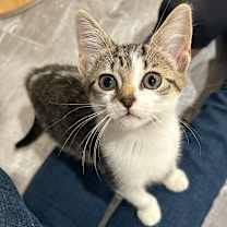 Thumbnail photo of Crouton (needs buddy) #1