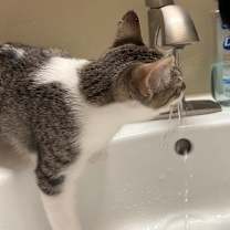 Thumbnail photo of Crouton (needs buddy) #2