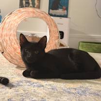 Thumbnail photo of Agamemnon #4