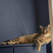 Thumbnail photo of Febe #1