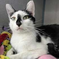 Thumbnail photo of Kluski #1