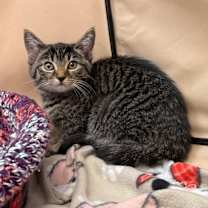 Thumbnail photo of Emery #2