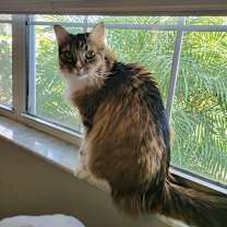 Thumbnail photo of Lula Belle #1