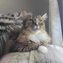 Thumbnail photo of Lula Belle #3