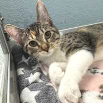 Thumbnail photo of Lila #2