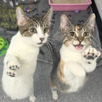 Thumbnail photo of Lila #3