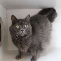 Thumbnail photo of Misty #1