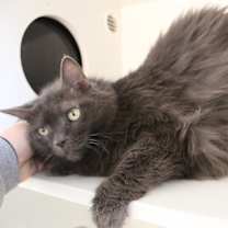 Thumbnail photo of Misty #2