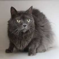 Thumbnail photo of Misty #3