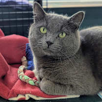 Thumbnail photo of Muffin #1