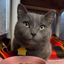 Thumbnail photo of Muffin #2