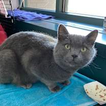 Thumbnail photo of Muffin #3