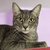 Thumbnail photo of Charlotte Russe #1