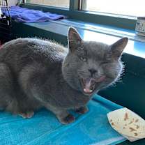 Thumbnail photo of Muffin #4