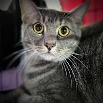 Thumbnail photo of Charlotte Russe #4