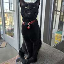 Thumbnail photo of Velvet #3