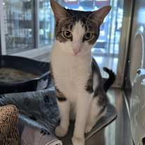 Thumbnail photo of Mrs. White #2