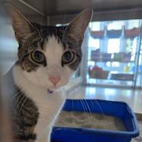 Thumbnail photo of Mrs. White #3