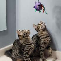 Thumbnail photo of Ophelia (& Cassandra) bonded #2