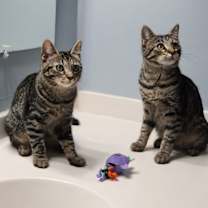 Thumbnail photo of Ophelia (& Cassandra) bonded #3