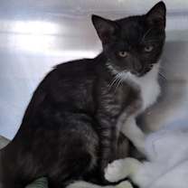 Thumbnail photo of Hammy (Neutered) #2